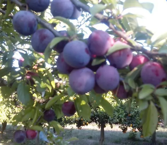 Quinta Da Lage * Barcelos